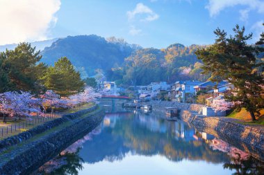 Uji, Kyoto, Japonya 'da kiraz çiçekleri açan Uji Parkı.