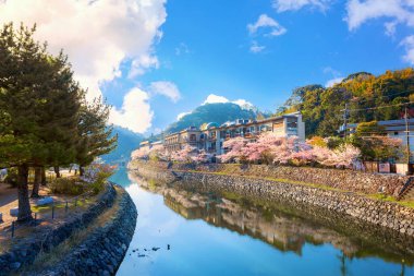 Uji, Kyoto, Japonya 'da kiraz çiçekleri açan Uji Parkı.