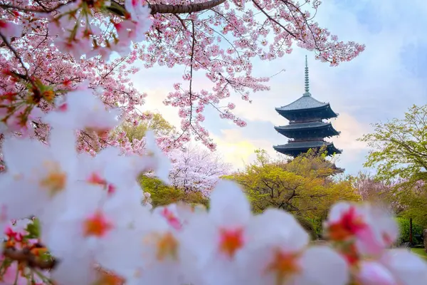 Krásné Plnokvěté Třešňové Květy Chrámu Toji Japonském Kjótu Royalty Free Stock Obrázky