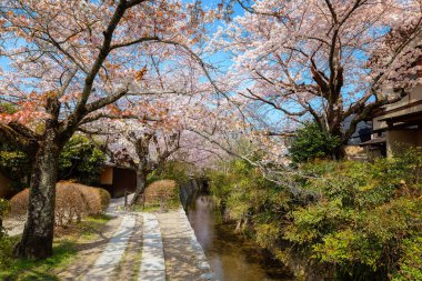 Kyoto 'nun kuzeyindeki Filozof Yolu, yüzlerce kiraz ağacının oluşturduğu bir kanalı takip eder.