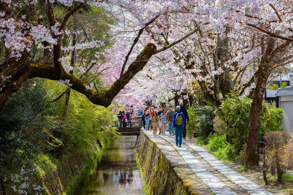 Kyoto, Japonya - 30 Mart 2023: Filozof Yolu, Kyoto 'nun Higashiyama ilçesinin kuzey kesiminde taş bir patikadır. Yol, yüzlerce kiraz ağacının oluşturduğu bir kanalı takip ediyor.