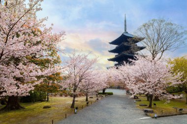 Japonya, Kyoto 'daki Toji Tapınağı' nda güzel kiraz çiçekleri.