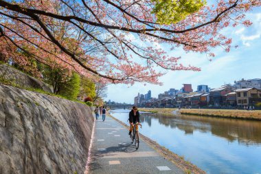 Kyoto, Japonya 'daki Kamogawa nehri Kyoto şehrinin en iyi kiraz çiçeklerinden biridir.