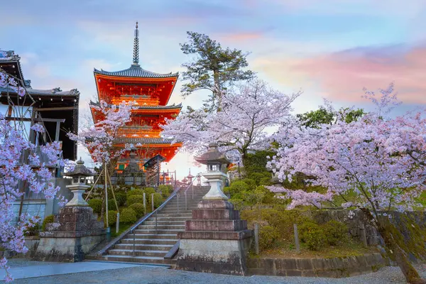 Kiyomizu-dera tapınağı gündoğumu tam çiçek açarken Japonya, Kyoto 'da kiraz çiçeği
