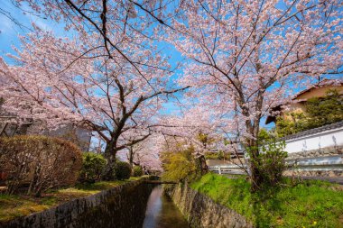 Japonya 'nın Kyoto şehrinde Felsefe Yolu' nda tam çiçeklenme.