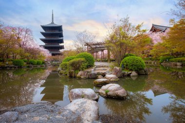 Japonya, Kyoto 'daki Toji Tapınağı' nda güzel kiraz çiçekleri.