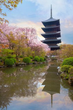 Japonya, Kyoto 'daki Toji Tapınağı' nda güzel kiraz çiçekleri.