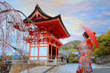 Geleneksel Kimono elbiseli genç Japon kadınları Kiyomizu-dera tapınağında gün doğumunda Japonya, Kyoto 'da kiraz çiçekleri açarken
