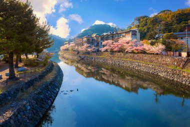 Uji, Kyoto, Japonya 'da kiraz çiçekleri açan Uji Parkı.