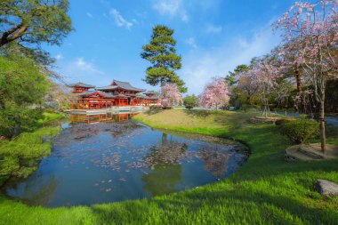 Japonya 'nın Kyoto kentindeki Phoenix Byodo-in Tapınağı' nda bahar aylarında kiraz çiçekleri açar.