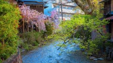 Kyoto, Japonya 'da Bahar Zamanı Güzel Çiçekli Kiraz Çiçeği