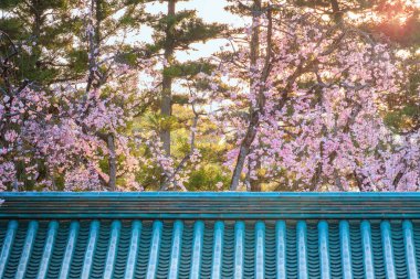 Kyoto, Japonya 'daki Heian Tapınağı' nda güzel bir çiçek sakura.