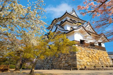 Japonya 'nın Shiga kentindeki Hikone Kalesi' nde güzel kiraz çiçekleri açıyor.