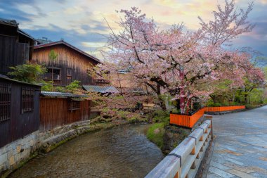 Japonya 'nın Kyoto şehrinde çiçek açan kiraz çiçeğiyle Gion semtinde Tatsumi bashi köprüsü