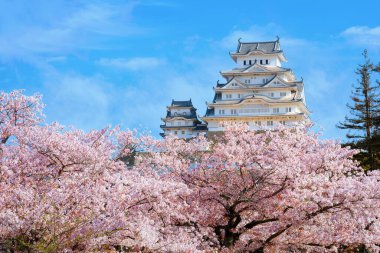 Japonya, Hyogo 'daki Himeji Kalesi' nde çiçek açan manzara.