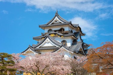 Japonya 'nın Shiga kentindeki Hikone Kalesi' nde güzel kiraz çiçekleri açıyor.