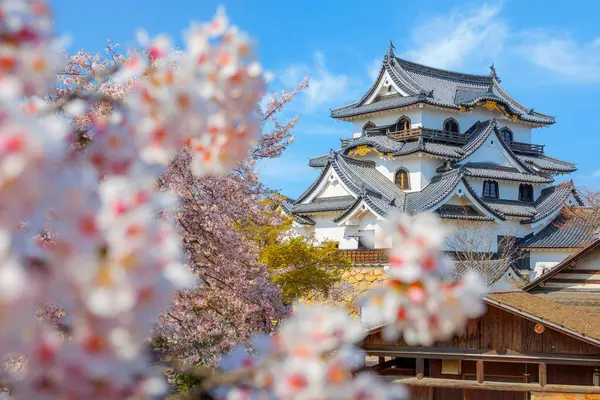Japonya 'nın Shiga kentindeki Hikone Kalesi' nde güzel kiraz çiçekleri açıyor.