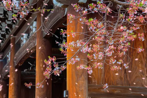 Kurodani Tapınağı Kyoto, Japonya 'da güzel çiçek açan kiraz çiçekleri.