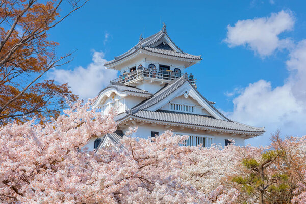Замок Нагахама в префектуре Сига, Япония во время цветения вишни 