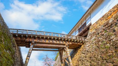 Japonya 'nın Shiga kentindeki Hikone Kalesi' nde güzel kiraz çiçekleri açıyor.