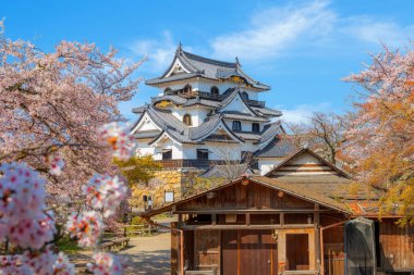 Japonya 'nın Shiga kentindeki Hikone Kalesi' nde güzel kiraz çiçekleri açıyor.