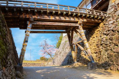 Japonya 'nın Shiga kentindeki Hikone Kalesi' nde güzel kiraz çiçekleri açıyor.