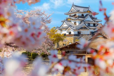 Japonya 'nın Shiga kentindeki Hikone Kalesi' nde güzel kiraz çiçekleri açıyor.