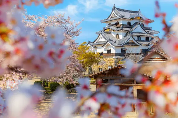 Japonya 'nın Shiga kentindeki Hikone Kalesi' nde güzel kiraz çiçekleri açıyor.