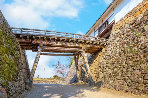 Japonya 'nın Shiga kentindeki Hikone Kalesi' nde güzel kiraz çiçekleri açıyor.