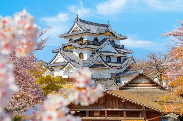 Japonya 'nın Shiga kentindeki Hikone Kalesi' nde güzel kiraz çiçekleri açıyor.