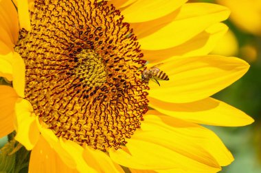 Doğrudan güneş ışığına sahip küçük bir arı ile güzel, canlı bir ayçiçeğinin yakın çekimi