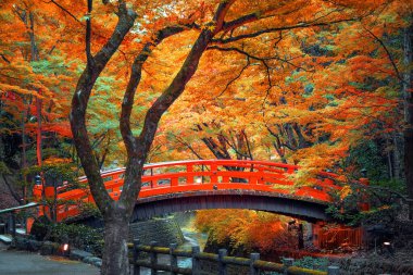 Kitano Tenmangu Tapınağı Kyoto, Japonya 'da canlı sonbahar yeşillikleri ile