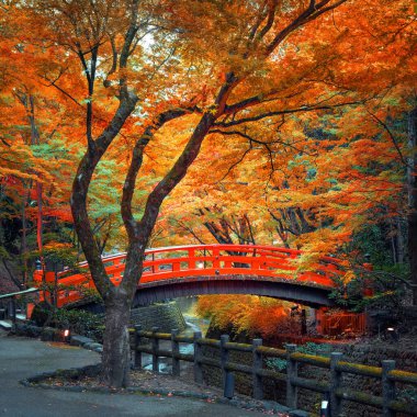 Kitano Tenmangu Tapınağı Kyoto, Japonya 'da canlı sonbahar yeşillikleri ile
