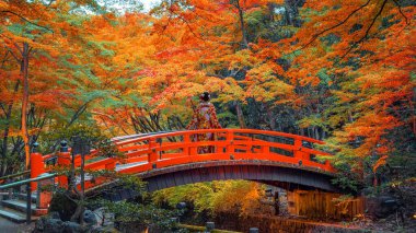 Japon Kadın Geleneksel Kimono Giysileri Kitano Tenmangu Tapınağı 'nda Kyoto, Japonya' da canlı sonbahar yeşillikleri ile