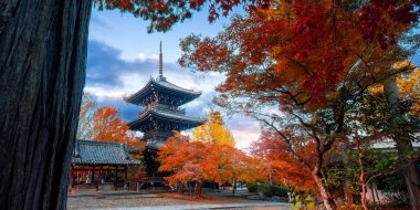 Shinnyodo ya da Shinshogokurakuji tapınağının Kyoto, Japonya 'daki güzel sonbahar senaryosu.