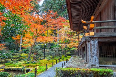 Kuzey Kyoto, Ohara 'da renkli bir sonbahar bahçesi olan Sanzen-in tapınağının manzarası.