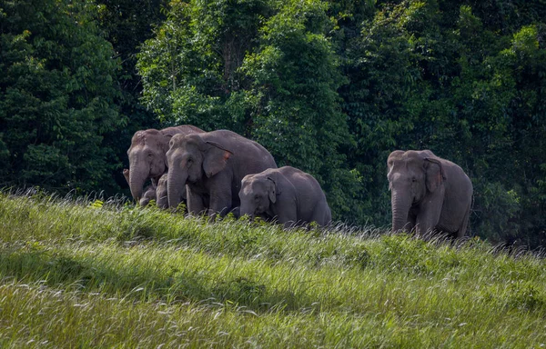 Stado Dzikich Słoni Jedzących Żywność Zielonym Polu Trawy — Zdjęcie stockowe