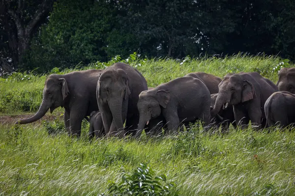 Herd Wild Elephants Eating Food Green Grass Field — Stock Photo, Image
