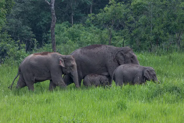 Rebanho Elefantes Selvagens Comendo Alimentos Campo Grama Verde — Fotografia de Stock