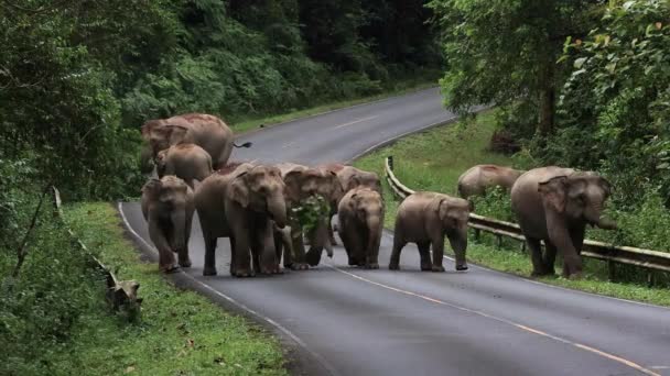 Herd Wild Ελέφαντες Περπάτημα Στο Δρόμο Βράδυ Της Ταϊλάνδης Εθνικό — Αρχείο Βίντεο