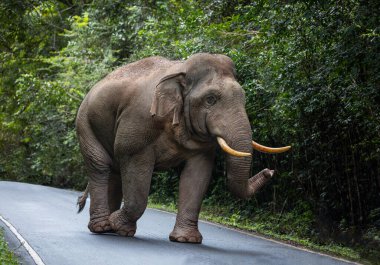 Büyük erkek vahşi filler Tayland 'ın ulusal parklarındaki ormanın kenarında dolaşıyorlar..