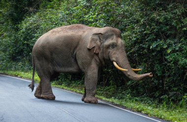 Büyük erkek vahşi filler Tayland 'ın ulusal parklarındaki ormanın kenarında dolaşıyorlar..
