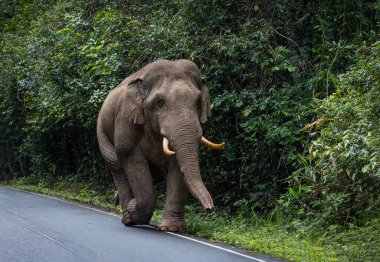 Büyük erkek vahşi filler Tayland 'ın ulusal parklarındaki ormanın kenarında dolaşıyorlar..