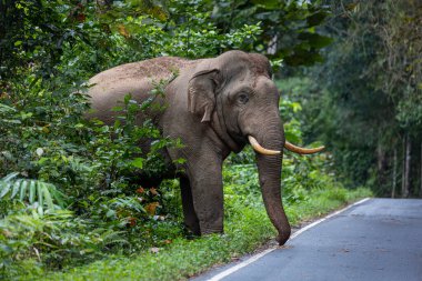 Büyük erkek vahşi filler Tayland 'ın ulusal parklarındaki ormanın kenarında dolaşıyorlar..
