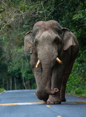Büyük erkek vahşi filler Tayland 'ın ulusal parklarındaki ormanın kenarında dolaşıyorlar..