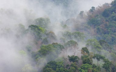 Yağmur durduktan sonra dağın tepelerinde beyaz bir sis yükselir..