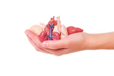 Beyaz arka planda izole edilmiş minyatür insan organları. Organ bağışı konsepti.