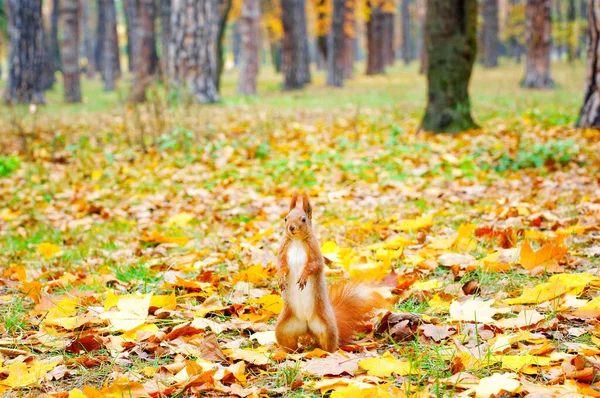 Alarmiertes Rotes Eichhörnchen Präsentiert Sich Aufrechter Haltung Und Verteidigt Das — Stockfoto