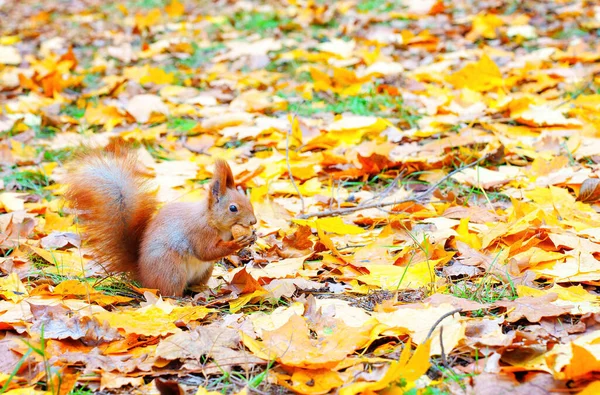 Rotes Eichhörnchen Mit Einer Halbierten Walnuss Gegen Herbstblätter Hintergrund Mit — Stockfoto
