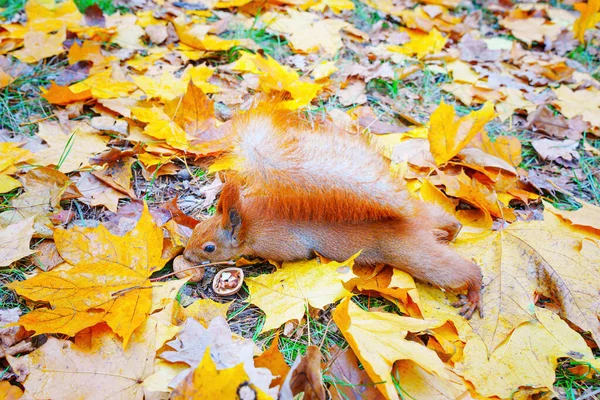 Rotes Eichhörnchen Mit Einem Flauschigen Schwanz Streckt Sich Vorsichtig Nach — Stockfoto